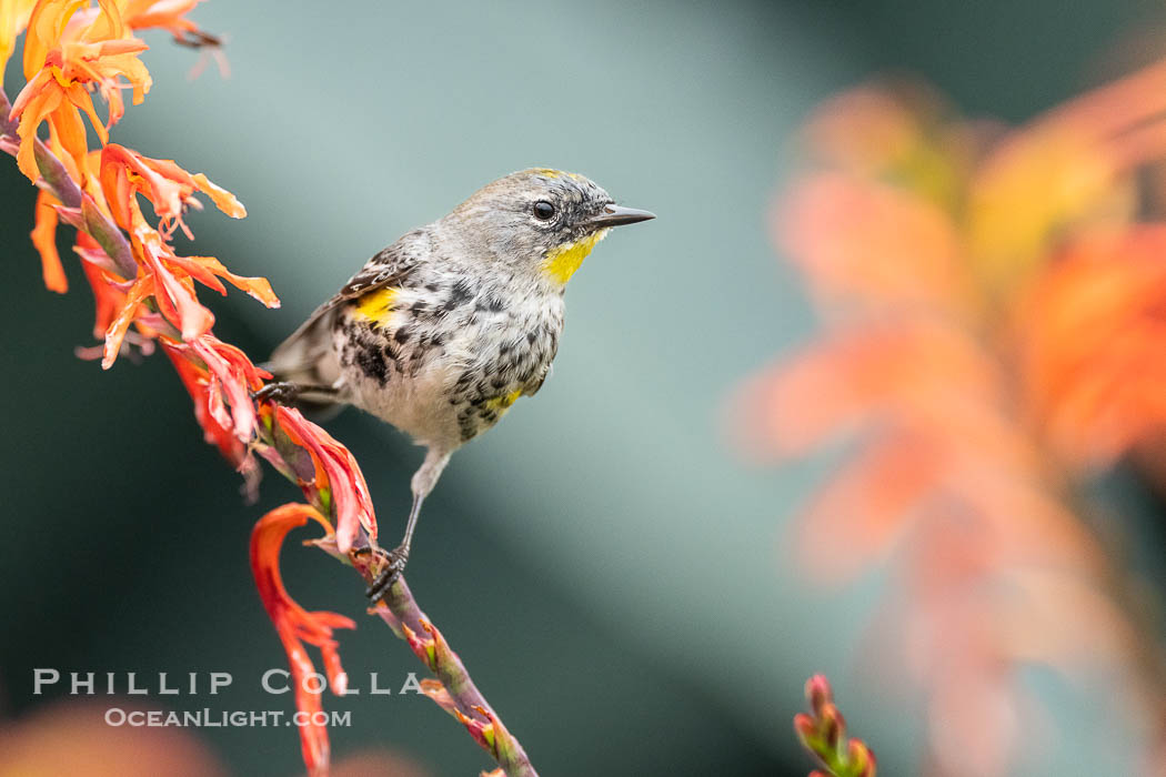 Audobon's Yellow-Rumped Warbler in Flowering Aloe, Coast Walk, La Jolla. California, USA, Setophaga audoboni, natural history stock photograph, photo id 40255