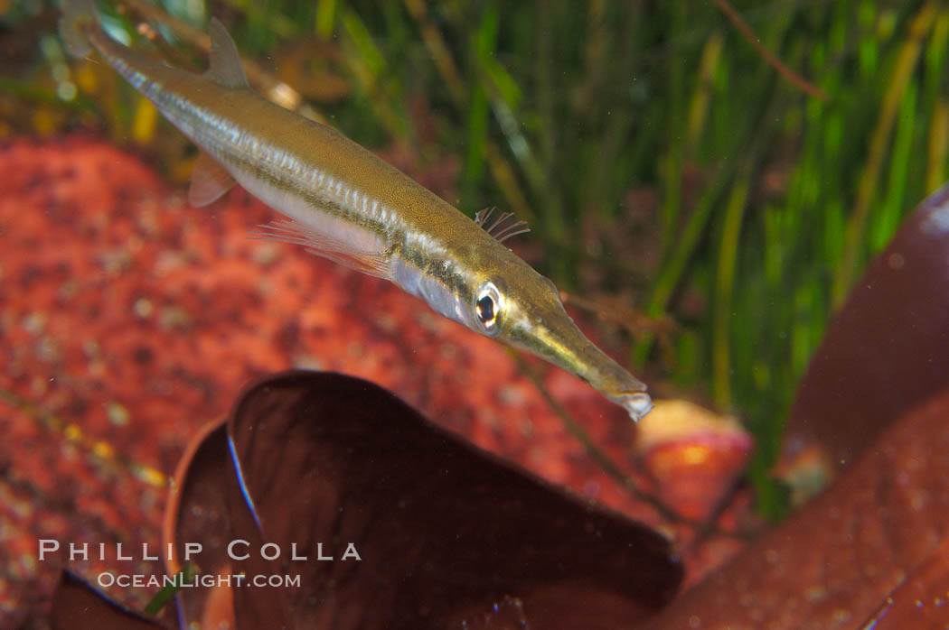 Tube snout., Aulorhynchus flavidus, natural history stock photograph, photo id 08990