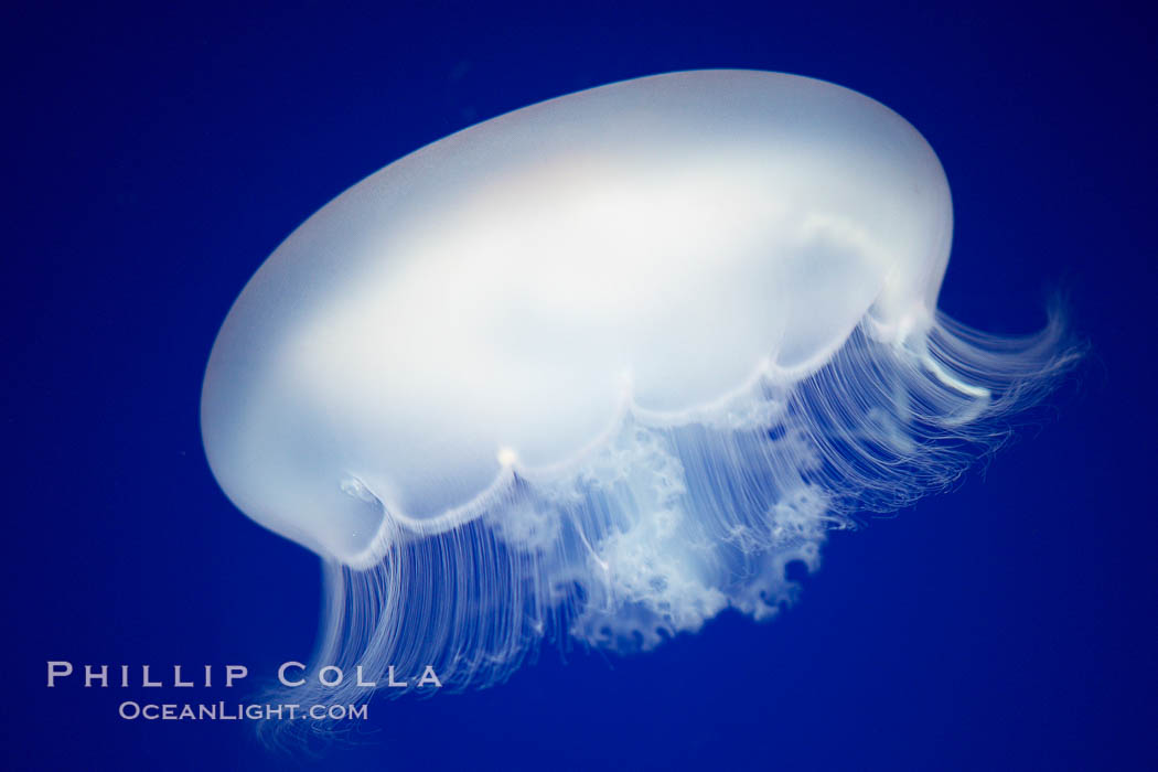 Moon jelly, a semi-translucent jellyfish, ocean drifter, pelagic  plankton., Aurelia aurita, natural history stock photograph, photo id 21508