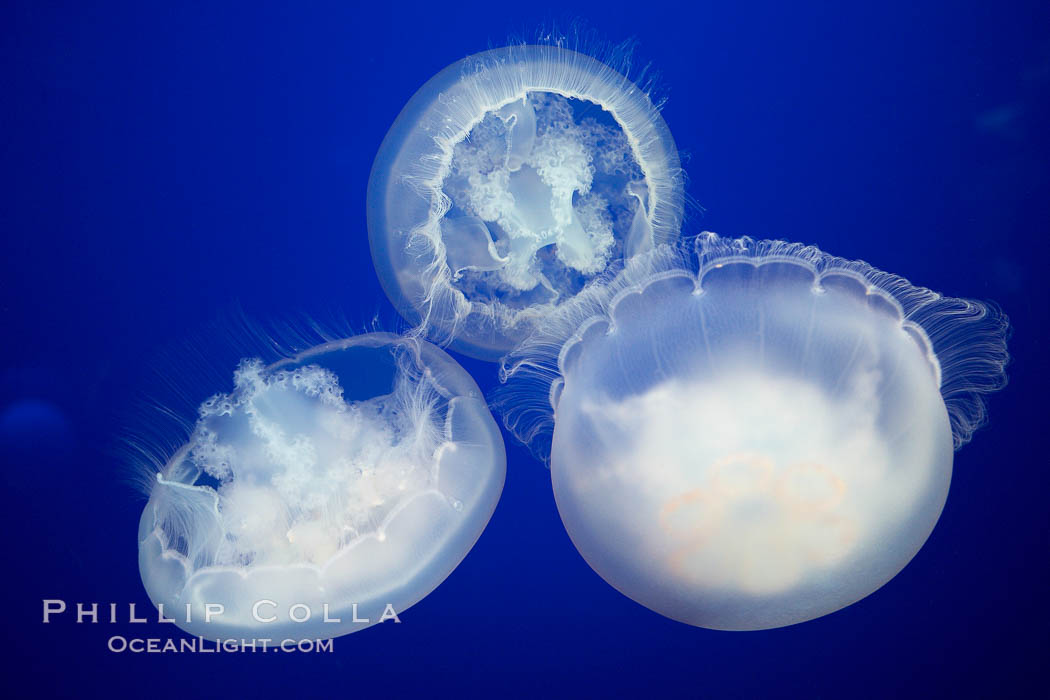 Moon jelly, a semi-translucent jellyfish, ocean drifter, pelagic  plankton., Aurelia aurita, natural history stock photograph, photo id 21515