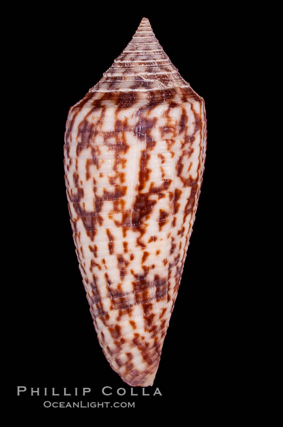Austral Cone., Conus australis, natural history stock photograph, photo id 07966