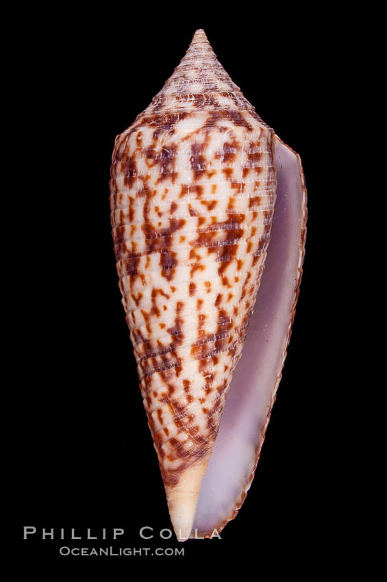 Austral Cone., Conus australis, natural history stock photograph, photo id 07965