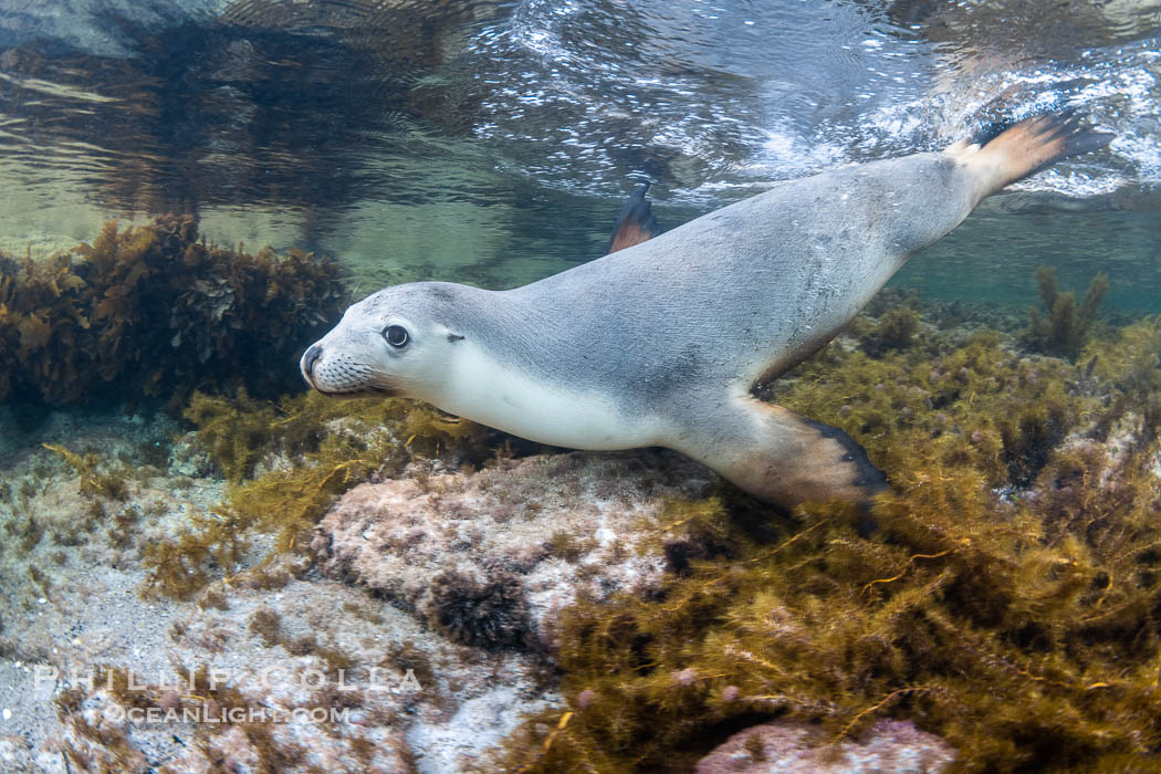 Australian Sea Lion Underwater, Grindal Island. Australian sea lions are the only endemic pinniped in Australia, and are found along the coastlines and islands of south and west Australia, Neophoca cinearea