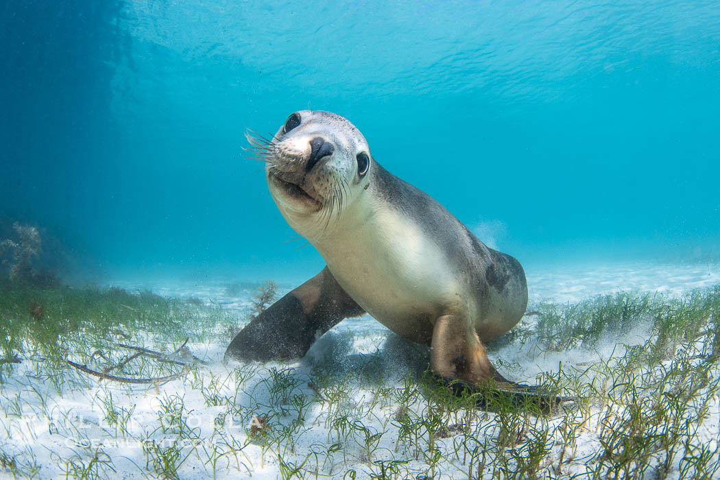 Australian Sea Lion Underwater, Grindal Island. Australian sea lions are the only endemic pinniped in Australia, and are found along the coastlines and islands of south and west Australia. South Australia, Neophoca cinearea, natural history stock photograph, photo id 39182