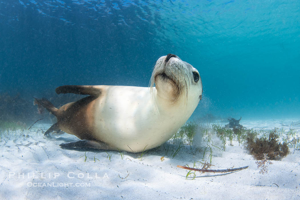 Australian Sea Lion Underwater, Grindal Island. Australian sea lions are the only endemic pinniped in Australia, and are found along the coastlines and islands of south and west Australia., Neophoca cinearea, natural history stock photograph, photo id 39186