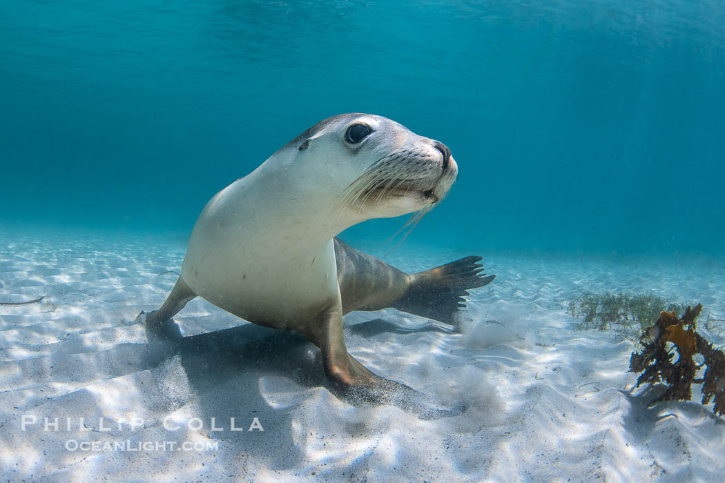 Australian Sea Lion Underwater, Grindal Island. Australian sea lions are the only endemic pinniped in Australia, and are found along the coastlines and islands of south and west Australia. South Australia, Neophoca cinearea, natural history stock photograph, photo id 39190