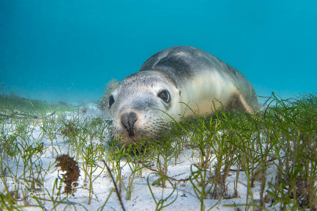 Australian Sea Lion Underwater, Grindal Island. Australian sea lions are the only endemic pinniped in Australia, and are found along the coastlines and islands of south and west Australia. South Australia, Neophoca cinearea, natural history stock photograph, photo id 39194