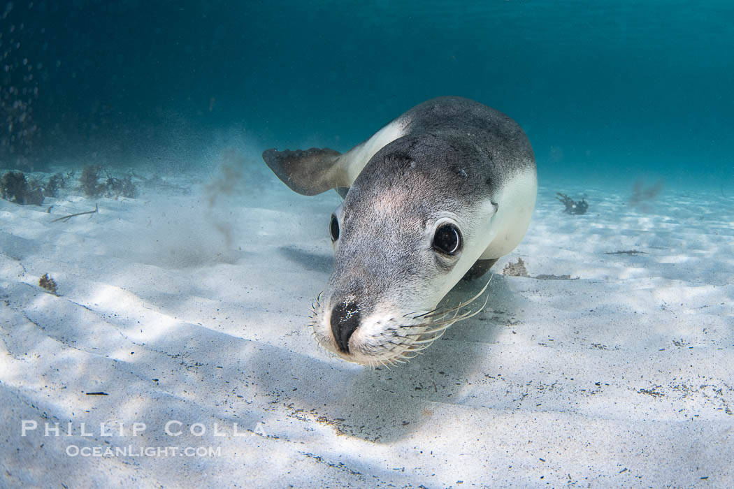 Australian Sea Lion Underwater, Grindal Island. Australian sea lions are the only endemic pinniped in Australia, and are found along the coastlines and islands of south and west Australia. South Australia, Neophoca cinearea, natural history stock photograph, photo id 39198