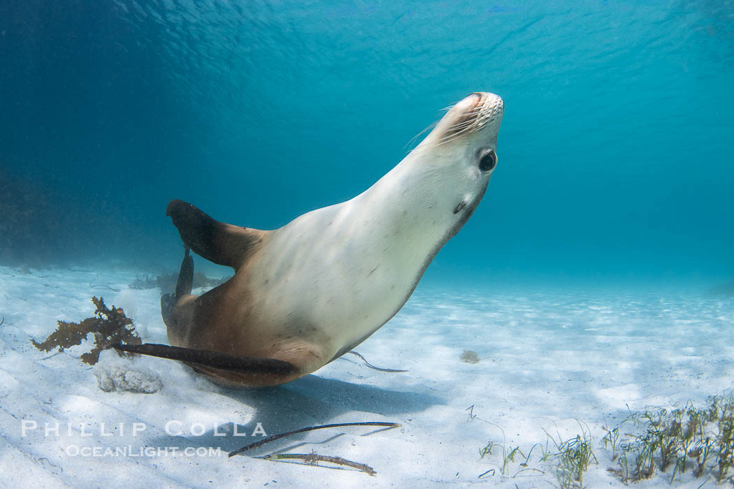 Australian Sea Lion Underwater, Grindal Island. Australian sea lions are the only endemic pinniped in Australia, and are found along the coastlines and islands of south and west Australia. South Australia, Neophoca cinearea, natural history stock photograph, photo id 39184