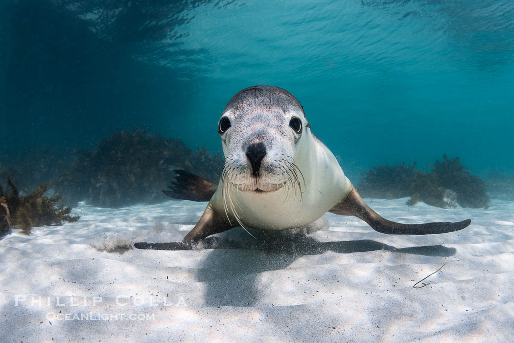 Australian Sea Lion Underwater, Grindal Island. Australian sea lions are the only endemic pinniped in Australia, and are found along the coastlines and islands of south and west Australia., Neophoca cinearea, natural history stock photograph, photo id 39188