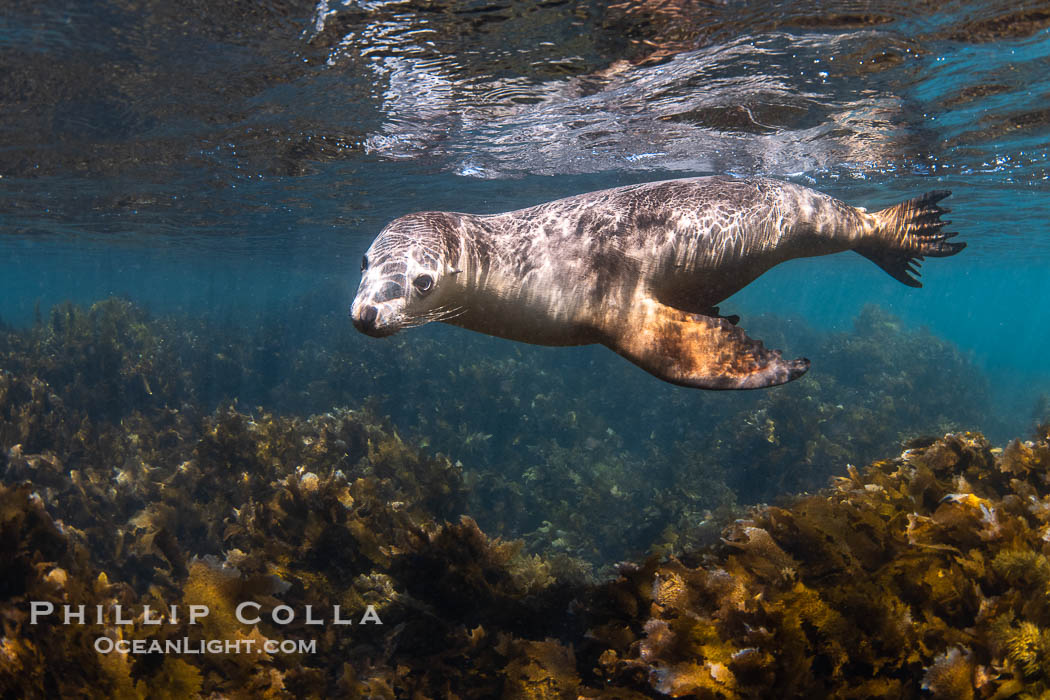 Australian Sea Lion Underwater, Grindal Island. Australian sea lions are the only endemic pinniped in Australia, and are found along the coastlines and islands of south and west Australia, Neophoca cinearea