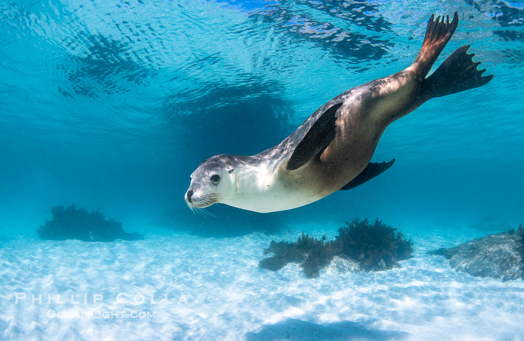 Australian Sea Lion Underwater, Grindal Island. Australian sea lions are the only endemic pinniped in Australia, and are found along the coastlines and islands of south and west Australia, Neophoca cinearea