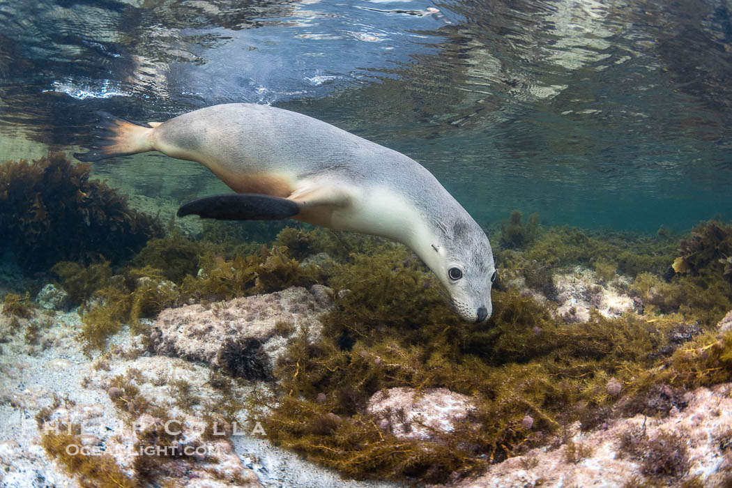 Australian Sea Lion Underwater, Grindal Island. Australian sea lions are the only endemic pinniped in Australia, and are found along the coastlines and islands of south and west Australia. South Australia, Neophoca cinearea, natural history stock photograph, photo id 39159