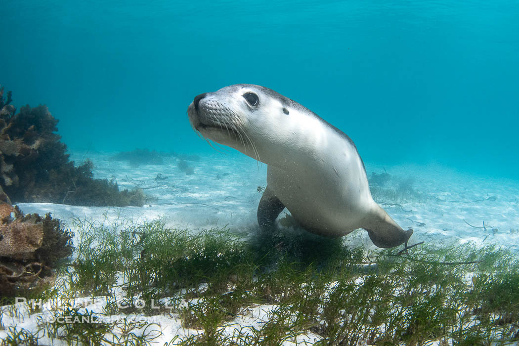 Australian Sea Lion Underwater, Grindal Island. Australian sea lions are the only endemic pinniped in Australia, and are found along the coastlines and islands of south and west Australia. South Australia, Neophoca cinearea, natural history stock photograph, photo id 39175