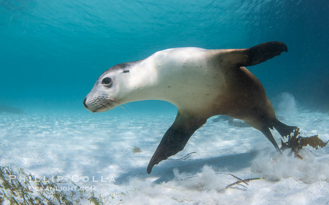 Australian Sea Lion Underwater, Grindal Island. Australian sea lions are the only endemic pinniped in Australia, and are found along the coastlines and islands of south and west Australia. South Australia, Neophoca cinearea, natural history stock photograph, photo id 39183