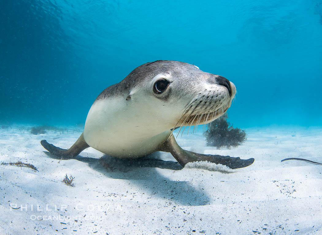 Australian Sea Lion Underwater, Grindal Island. Australian sea lions are the only endemic pinniped in Australia, and are found along the coastlines and islands of south and west Australia, Neophoca cinearea