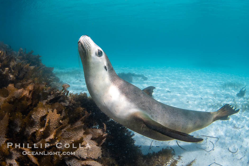 Australian Sea Lion Underwater, Grindal Island. Australian sea lions are the only endemic pinniped in Australia, and are found along the coastlines and islands of south and west Australia. South Australia, Neophoca cinearea, natural history stock photograph, photo id 39191