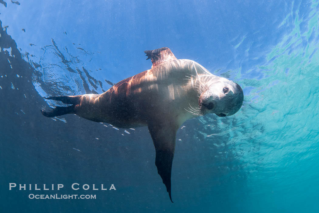 Australian Sea Lion Underwater, Grindal Island. Australian sea lions are the only endemic pinniped in Australia, and are found along the coastlines and islands of south and west Australia. South Australia, Neophoca cinearea, natural history stock photograph, photo id 39195