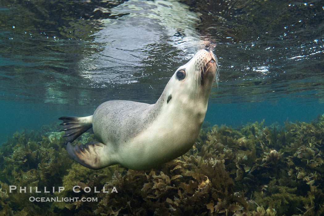 Australian Sea Lion Underwater, Grindal Island. Australian sea lions are the only endemic pinniped in Australia, and are found along the coastlines and islands of south and west Australia, Neophoca cinearea