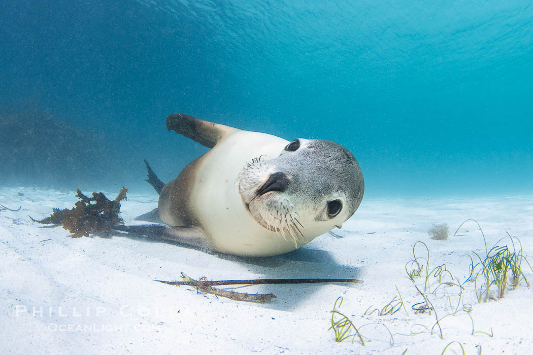 Australian Sea Lion Underwater, Grindal Island. Australian sea lions are the only endemic pinniped in Australia, and are found along the coastlines and islands of south and west Australia., Neophoca cinearea, natural history stock photograph, photo id 39185
