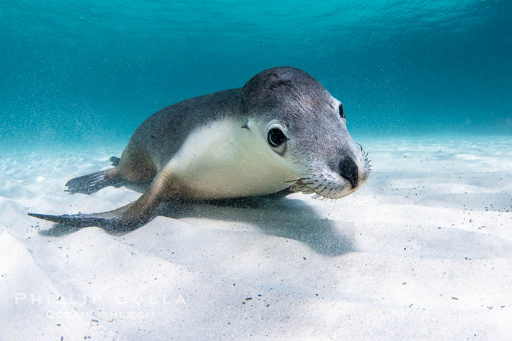 Australian Sea Lion Underwater, Grindal Island. Australian sea lions are the only endemic pinniped in Australia, and are found along the coastlines and islands of south and west Australia., Neophoca cinearea, natural history stock photograph, photo id 39197