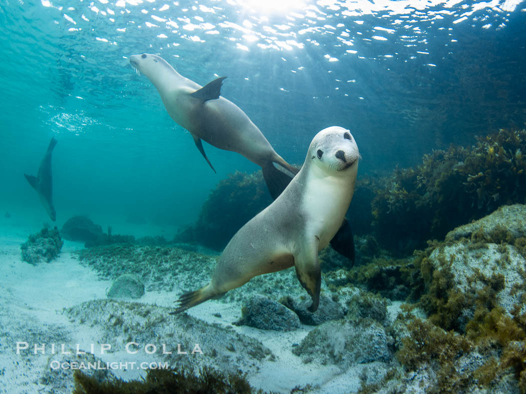Australian Sea Lions, Grindal Island. Australian sea lions are the only endemic pinniped in Australia, and are found along the coastlines and islands of south and west Australia, Neophoca cinearea