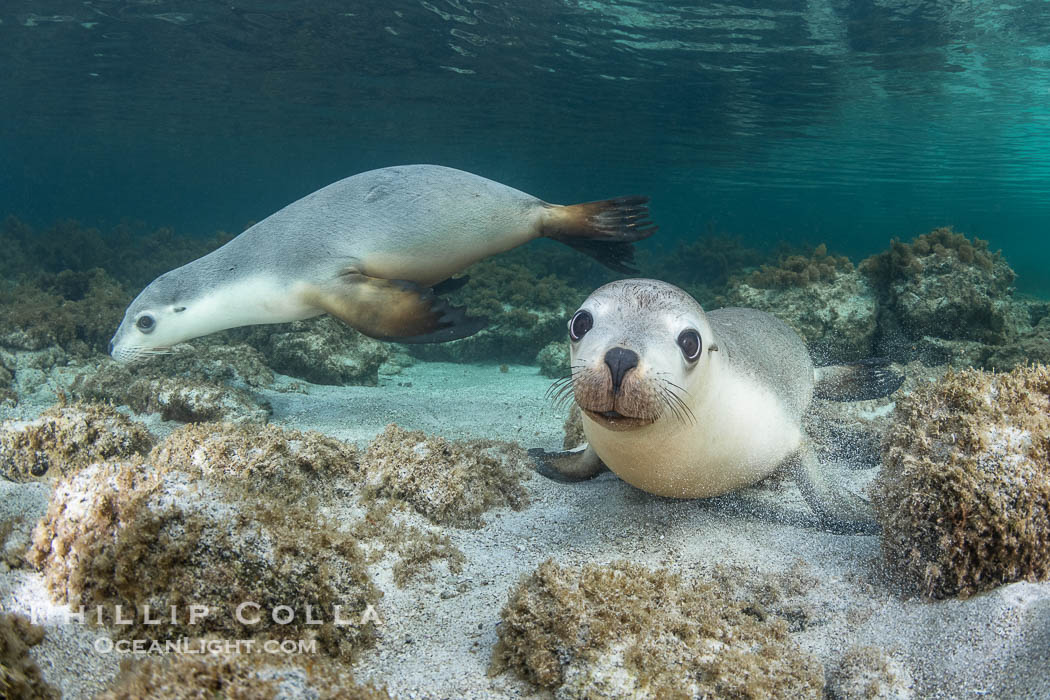 Australian Sea Lions in Kelp, Grindal Island. Australian sea lions are the only endemic pinniped in Australia, and are found along the coastlines and islands of south and west Australia. South Australia, Neophoca cinearea, natural history stock photograph, photo id 39180