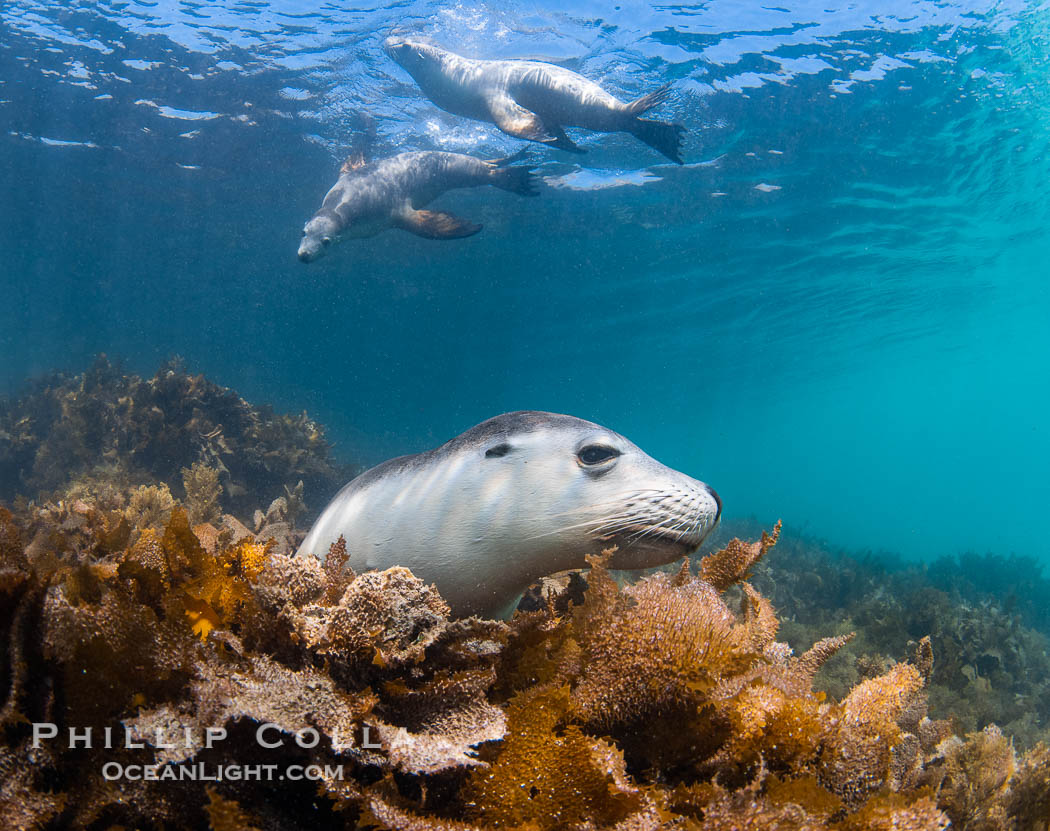Australian Sea Lions in Kelp, Grindal Island. Australian sea lions are the only endemic pinniped in Australia, and are found along the coastlines and islands of south and west Australia. South Australia, Neophoca cinearea, natural history stock photograph, photo id 39163
