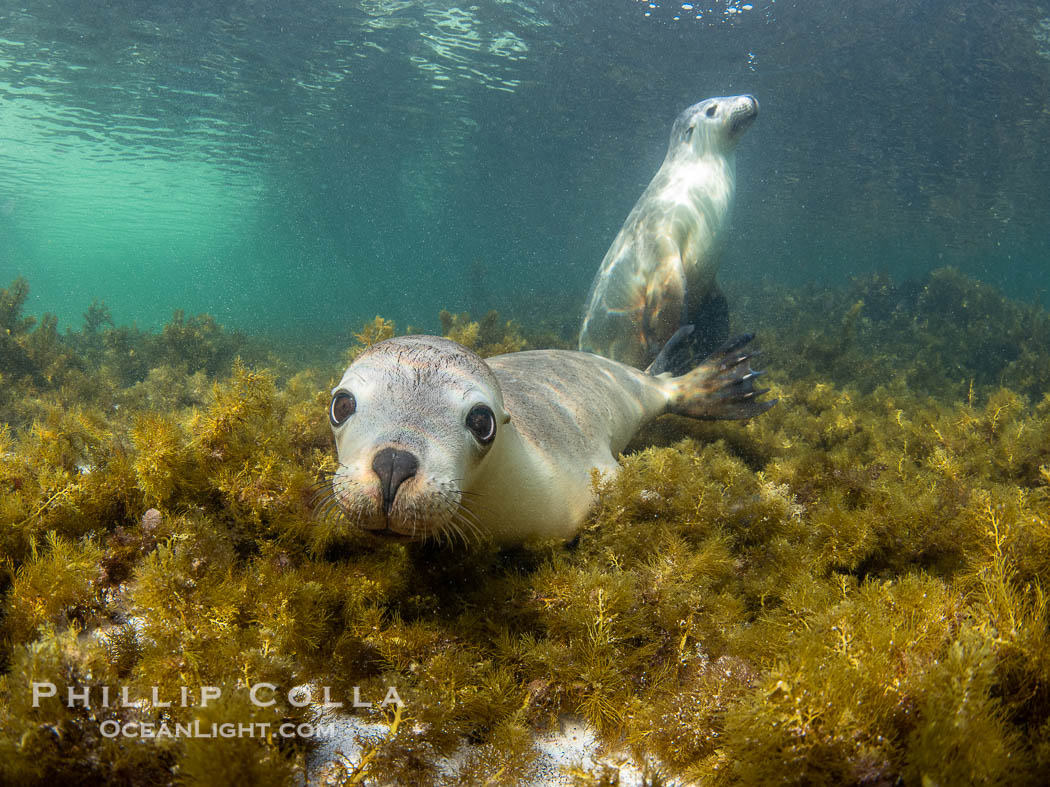Australian Sea Lions in Kelp, Grindal Island. Australian sea lions are the only endemic pinniped in Australia, and are found along the coastlines and islands of south and west Australia. South Australia, Neophoca cinearea, natural history stock photograph, photo id 39165