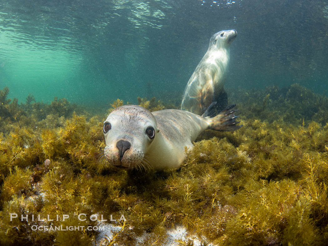 Australian Sea Lions in Kelp, Grindal Island. Australian sea lions are the only endemic pinniped in Australia, and are found along the coastlines and islands of south and west Australia, Neophoca cinearea