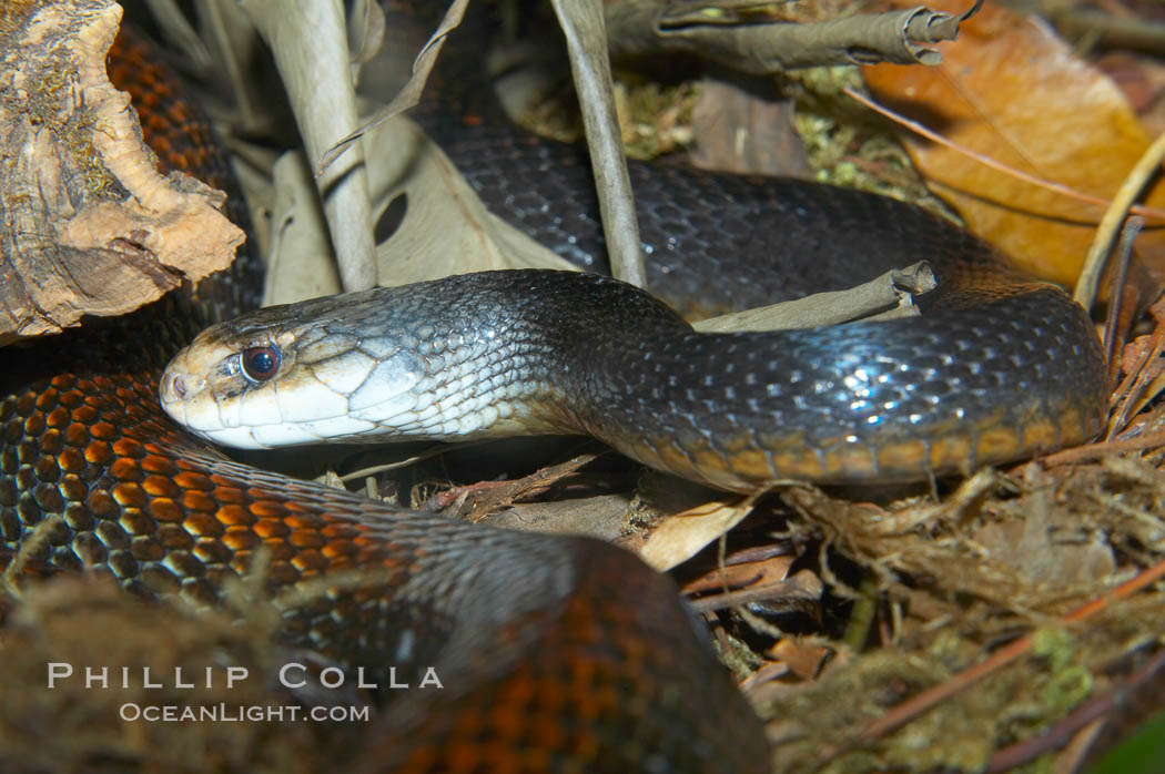 Image 12626, The Australian taipan snake is considered one of the most venomous snakes in the world., Oxyuranus scutellatus, Phillip Colla, all rights reserved worldwide. Keywords: australian taipan viper, oxyuranus scutellatus.
