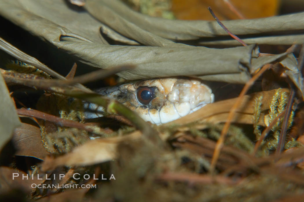 Image 12628, The Australian taipan snake is considered one of the most venomous snakes in the world., Oxyuranus scutellatus, Phillip Colla, all rights reserved worldwide. Keywords: australian taipan viper, oxyuranus scutellatus.