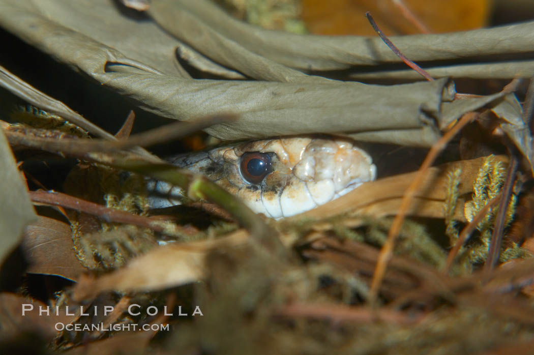 The Australian taipan snake is considered one of the most venomous snakes in the world., Oxyuranus scutellatus, natural history stock photograph, photo id 12628