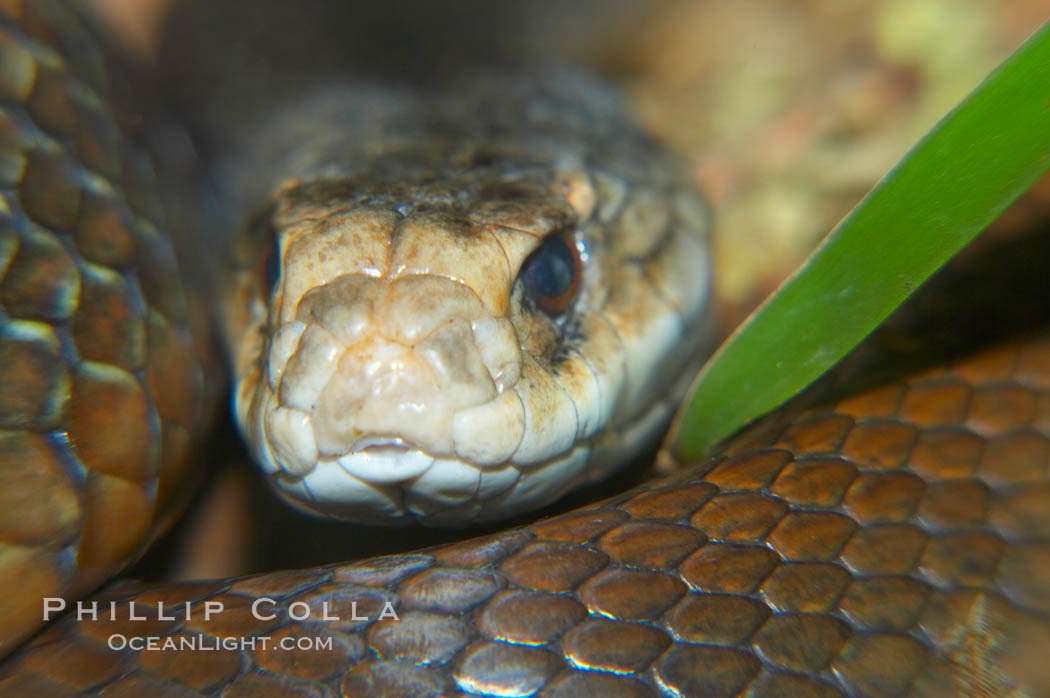 The Australian taipan snake is considered one of the most venomous snakes in the world., Oxyuranus scutellatus, natural history stock photograph, photo id 12627