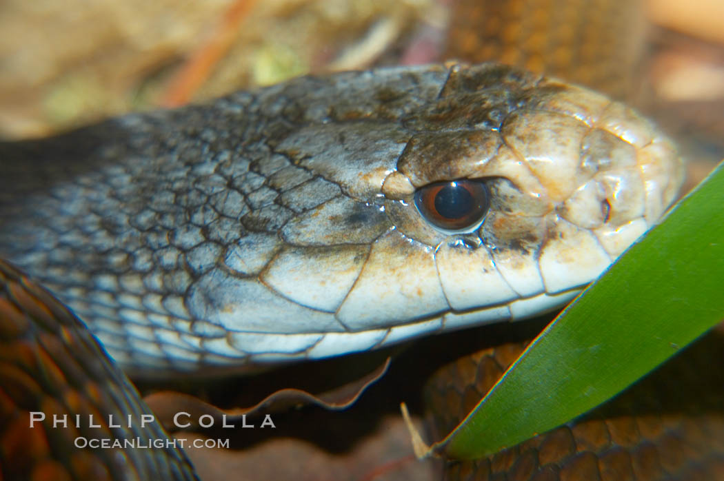 Image 12629, The Australian taipan snake is considered one of the most venomous snakes in the world., Oxyuranus scutellatus, Phillip Colla, all rights reserved worldwide. Keywords: australian taipan viper, oxyuranus scutellatus.