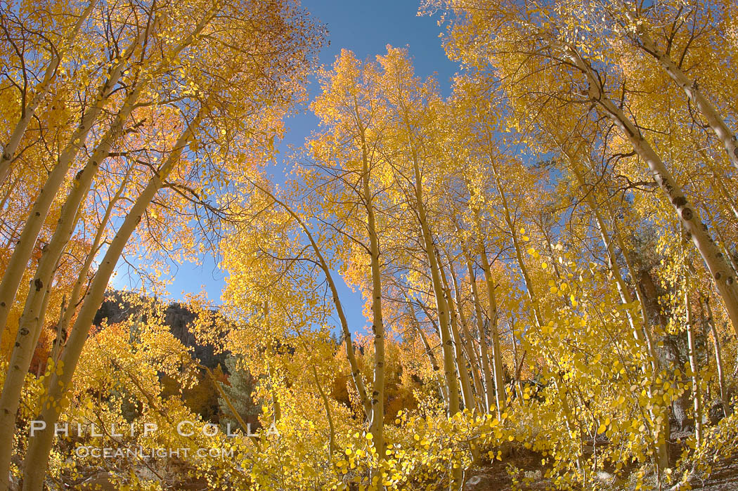 Aspen trees displaying fall colors near North Lake, Bishop Creek Canyon. Bishop Creek Canyon, Sierra Nevada Mountains, California, USA, Populus tremuloides, natural history stock photograph, photo id 17508