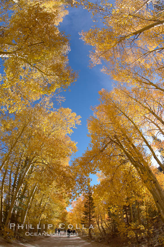 Aspen trees displaying fall colors rise alongside a High Sierra road near North Lake, Bishop Creek Canyon. Bishop Creek Canyon, Sierra Nevada Mountains, California, USA, Populus tremuloides, natural history stock photograph, photo id 17563