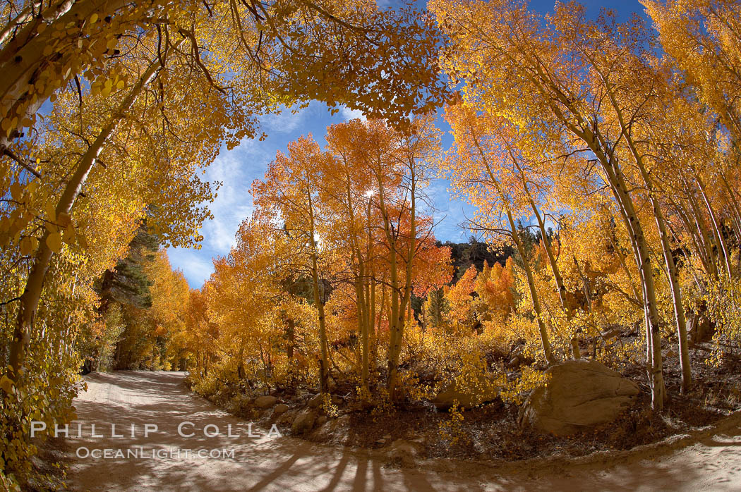 Aspen trees displaying fall colors rise alongside a High Sierra road near North Lake, Bishop Creek Canyon. Bishop Creek Canyon, Sierra Nevada Mountains, California, USA, Populus tremuloides, natural history stock photograph, photo id 17557