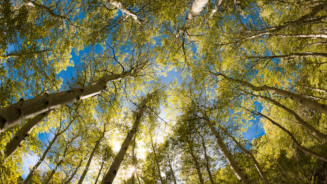 Aspen trees, with leaves changing from green to yellow in autumn, branches stretching skyward, a forest. Bishop Creek Canyon Sierra Nevada Mountains, California, USA, Populus tremuloides, natural history stock photograph, photo id 26072