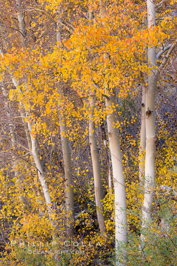 Fall colors and turning aspens, eastern Sierra Nevada. Bishop Creek Canyon Sierra Nevada Mountains, California, USA, Populus tremuloides, natural history stock photograph, photo id 26065