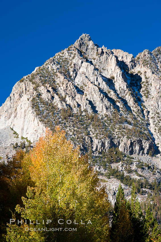Aspen trees and Sierra Nevada peak, autumn. Bishop Creek Canyon Sierra Nevada Mountains, California, USA, Populus tremuloides, natural history stock photograph, photo id 26064