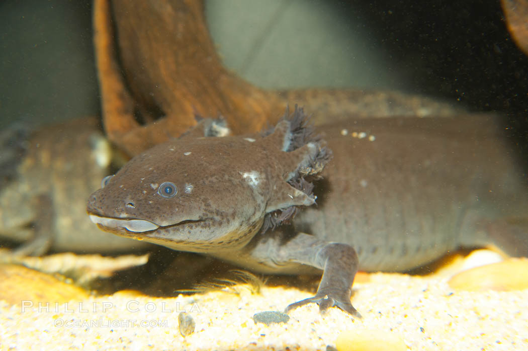 Axolotl.  Axolotls are neotenic, which means they attain reproductive maturity while still in their larval form.  Axolotls are extremely endangered in the wild and protected by law., Ambystoma mexicanum, natural history stock photograph, photo id 13982