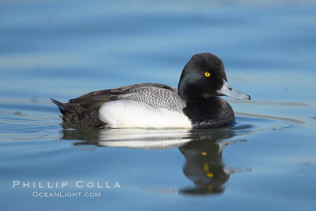 Lesser scaup, male, breeding plumage. Mission Bay, San Diego, California, USA, Aythya affinis, natural history stock photograph, photo id 18418