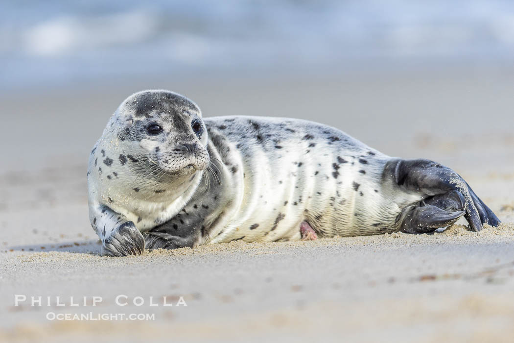 Pacific harbor seal pup with umbilical cord. Only a few days old, this seal pup still has a remnant umbilicus that will fall off in a few more days. La Jolla, California, USA, Phoca vitulina richardsi, natural history stock photograph, photo id 39114
