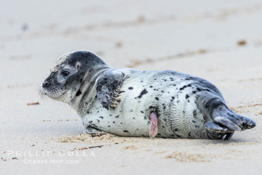 Pacific harbor seal pup with umbilical cord. Only a few days old, this seal pup still has a remnant umbilicus that will fall off in a few more days. La Jolla, California, USA, Phoca vitulina richardsi, natural history stock photograph, photo id 39113