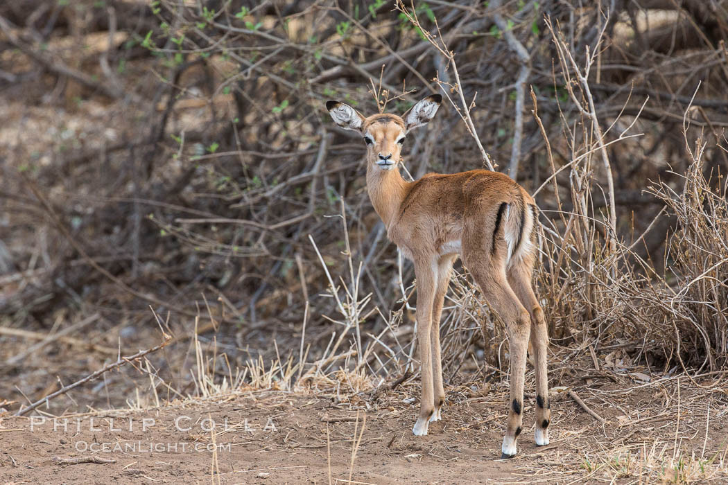 Baby impala, Meru National Park, Kenya., Aepyceros melampus, natural history stock photograph, photo id 29685