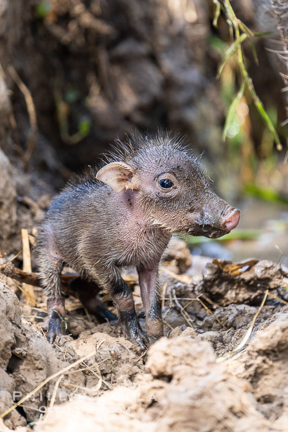 Baby Warthog in Marsh, Masai Mara, Kenya. Maasai Mara National Reserve, Phacochoerus africanus, natural history stock photograph, photo id 39638