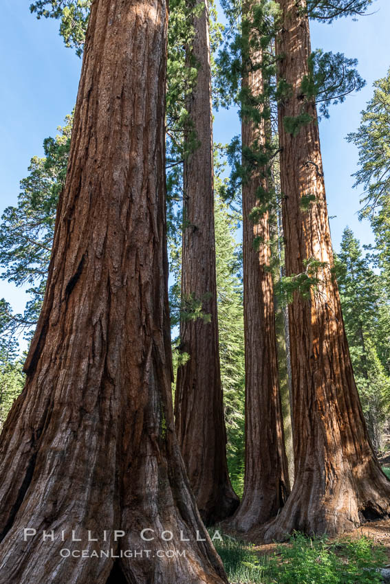 The Bachelor and Three Graces giant sequoia trees. Giant sequoia trees (Sequoiadendron giganteum), roots spreading outward at the base of each massive tree, rise from the shaded forest floor. Mariposa Grove, Yosemite National Park. California, USA, natural history stock photograph, photo id 36400