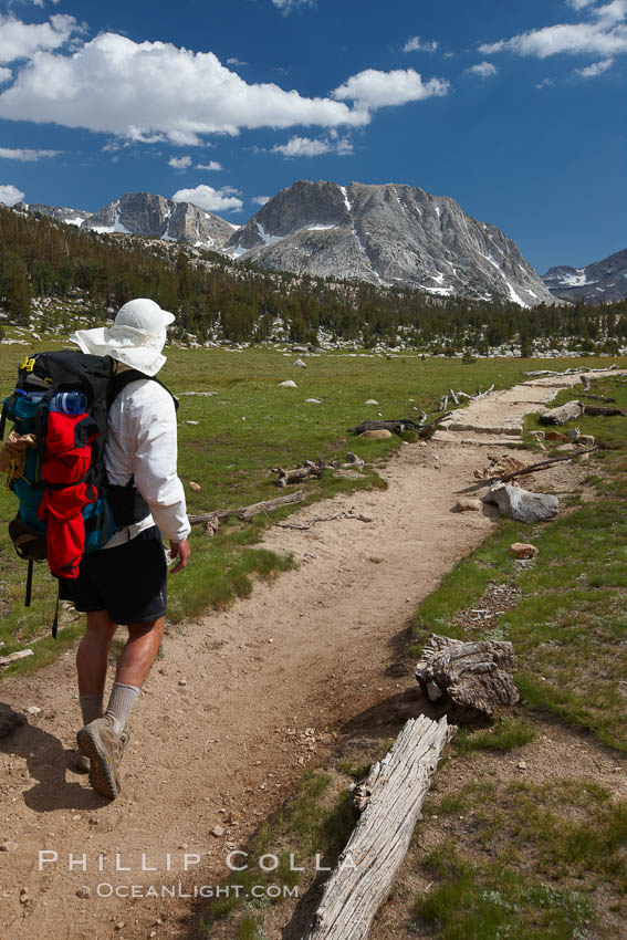 Hiker traversing the John Muir Trail to Fletcher Peak and Vogelsang Peak through alpine meadow in Yosemite's high country, trail on approach to Vogelsang High Sierra Camp. Yosemite National Park, California, USA, natural history stock photograph, photo id 23204