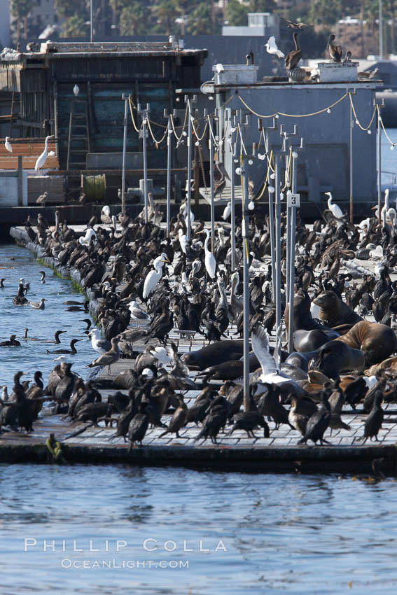 Bait dock, covered with seabirds and California sea lions. San Diego, USA, natural history stock photograph, photo id 21478